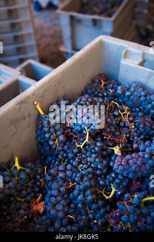 Espagne, Pays Basque, La Rioja, Région Province Alava, Elciego, Bodega Marques de Riscal Winery, raisins Banque D'Images