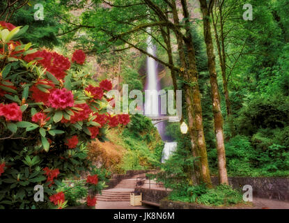 Chutes de Multnomah avec rhododendron. La Gorge de la rivière Columbia. De l'Oregon. Banque D'Images