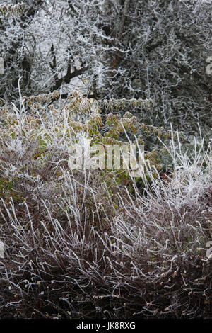 USA (Oregon), Ashland, givre, hiver arbres couverts de Banque D'Images