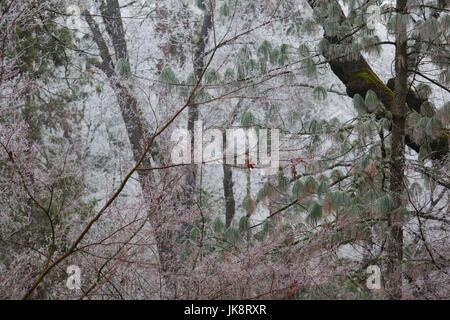 USA (Oregon), Ashland, givre, hiver arbres couverts de Banque D'Images