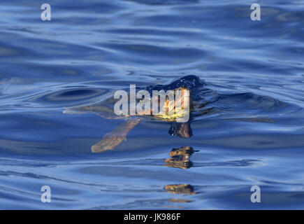 Tortue caouane Caretta caretta - Banque D'Images