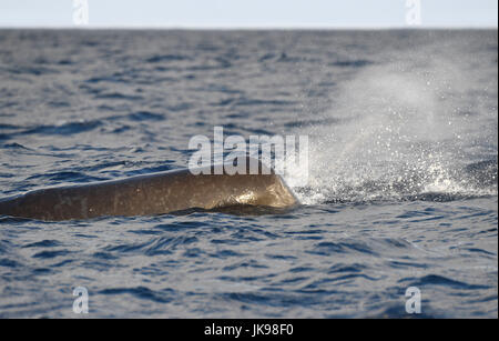 Cachalot - Physeter macrocephalus Banque D'Images