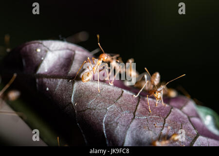 Les fourmis rouges dans un parc public Banque D'Images