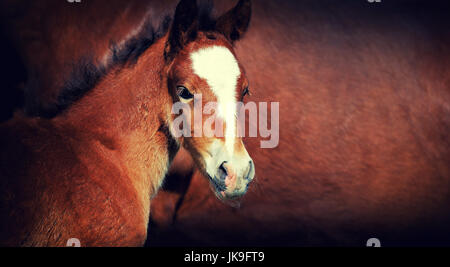 Close-up poulain sur fond de cheval en cuir marron Banque D'Images