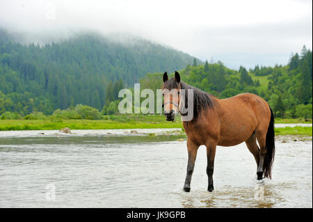 Un cheval dans une rivière sur un fond de montagnes Banque D'Images