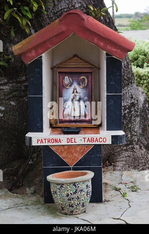 Cuba, province de Pinar del Rio, San Luis, Alejandro Robaina, plantation de tabac de culte à Notre Dame du tabac