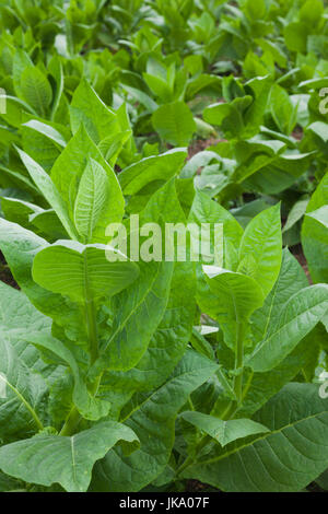 Cuba, province de Pinar del Rio, San Luis, Alejandro Robaina plantation de tabac, des plantes de tabac