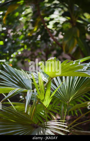 Cuba, La Havane, La Habana Vieja, le Convento de Santa Clara, les plantes de la cour du couvent Banque D'Images