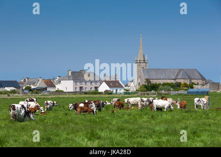 France, Normandie, Manche, Plages du Débarquement, Les Gougins, vue sur la ville avec les bovins Banque D'Images