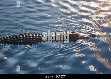 USA, Floride, le Parc National des Everglades, Big Cypress, alligator Alligator mississippiensis, détail, Banque D'Images