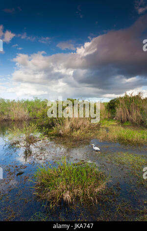 USA, Floride, le Parc National des Everglades, swamp vue depuis l'anhinga Trail Banque D'Images