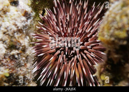 Close up d'un oursin Echinometra mathaei, communément appelé oursin fouisseur, sous l'eau dans le lagon de Bora Bora, l'océan Pacifique, Polynésie Française Banque D'Images