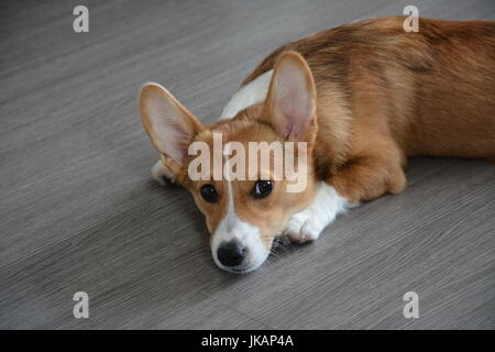 Un sable rouge Pembroke Welsh Corgis, 6 mois, sur un arrière-plan gris. Banque D'Images