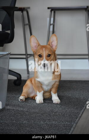 Un sable rouge Pembroke Welsh Corgis, 6 mois, sur un arrière-plan gris. Banque D'Images