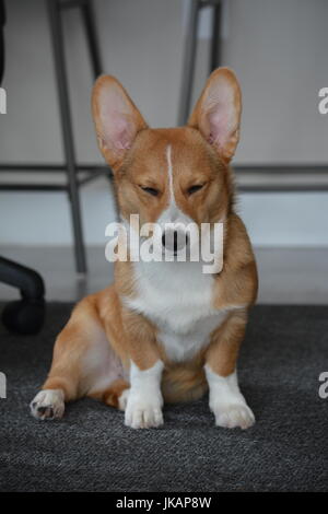 Un sable rouge Pembroke Welsh Corgis, 6 mois, sur un arrière-plan gris. Banque D'Images