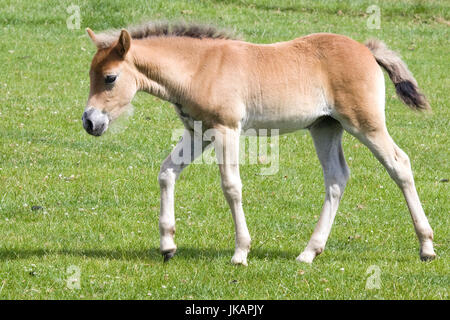 Poulain poney Exmoor marcher dans un champ Banque D'Images