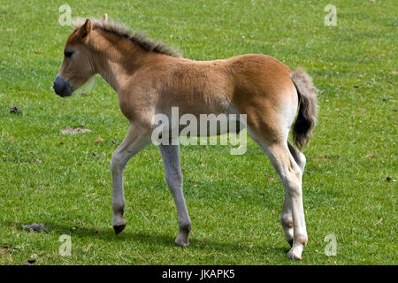 Poulain poney Exmoor marcher dans un champ Banque D'Images