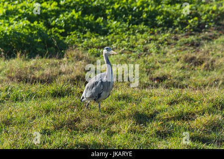 Heron, grand héron cendré dans l'herbe au bord du lac Banque D'Images