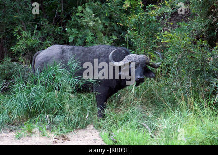 Ou Buffle africain dans un sous-bois dense du Parc National Kruger en Afrique du Sud Banque D'Images