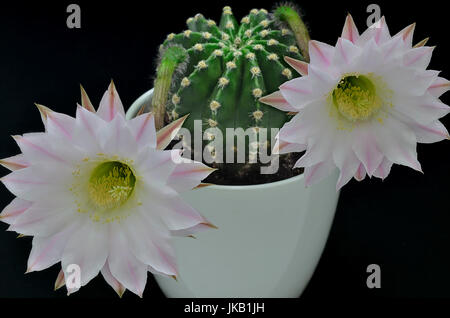 Gros plan d'une reine de la nuit avec des cactus en fleurs, Close up, macro, fond noir Banque D'Images