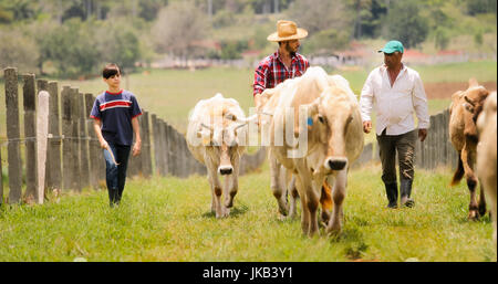 La vie quotidienne des agriculteurs avec des vaches à la campagne. Le travail des paysans en Amérique latine avec l'élevage en ranch familial. Grand-père, père et fils catt pâturage Banque D'Images