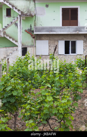 L'Albanie, de la région de Berat, Vajgurore, Cobo Winery, vignoble Banque D'Images