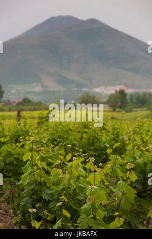 L'Albanie, de la région de Berat, Vajgurore, Cobo Winery, vignoble Banque D'Images