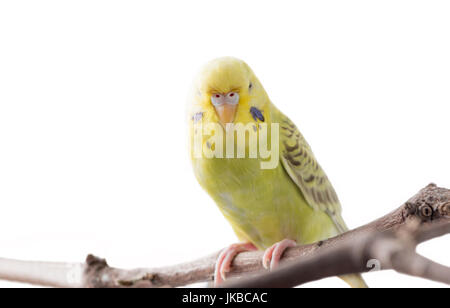Oiseau jaune Perruche ondulée (Melopsittacus undulatus). oiseaux colorés isolé sur fond blanc, selective focus Banque D'Images