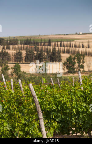 La Grèce, la Macédoine centrale région, zone de Halkidiki, Nea Kalikratia, vignobles Banque D'Images