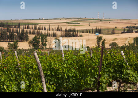 La Grèce, la Macédoine centrale région, zone de Halkidiki, Nea Kalikratia, vignobles Banque D'Images