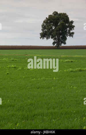 USA, Ohio, Pennsylvania Dutch Country, Paradise, arbre solitaire Banque D'Images