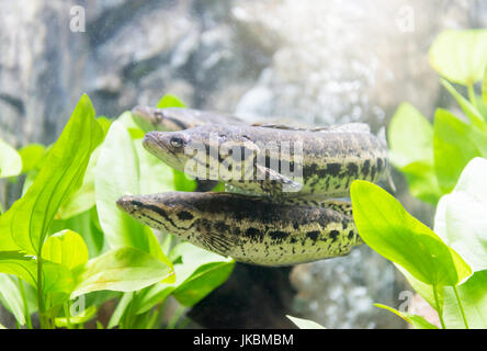 Poissons d'eau douce en Thaïlande : Blotched snakehead Banque D'Images