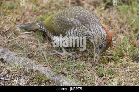 Pic Vert, Picus viridis. Les frontières du pays de Galles/Shropshire Banque D'Images