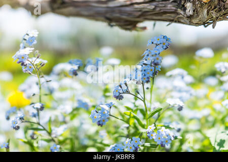 Bleu minuscule Myosotis ne m'oubliez pas en gros plan macro fleurs jardin d'été domaine vignoble Banque D'Images