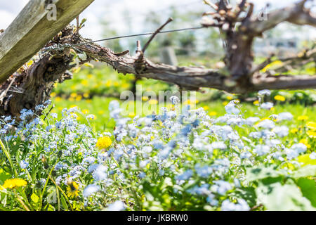 Bleu minuscule Myosotis ne m'oubliez pas en gros plan macro fleurs jardin d'été domaine vignoble Banque D'Images