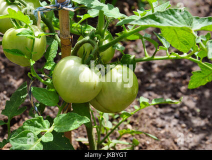 Les tomates vertes en grandissant Banque D'Images