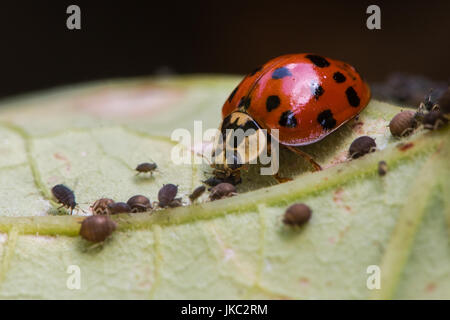 Coccinelle arlequin (Harmonia axyridis) adulte qui les pucerons. Coléoptère prédateur Coccinellidae famille en se nourrissant de simulies Banque D'Images