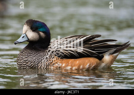 Canard d'Anas sibilatrix Chiloe (natation) profil. Les populations d'oiseaux d'Amérique du Sud, le sud de l'aka, dans la famille de canards d'Anatidae Banque D'Images