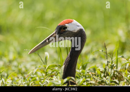 Grue à couronne rouge (Grus japonensis) Tête et cou. Les grandes espèces d'oiseaux de la famille des Gruidae émergeant de la végétation, aka grue japonaise Banque D'Images