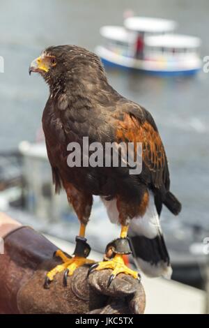 Harris Hawk oiseau de proie en captivité perché sur le bras ganté de son propriétaire sur le marché public de Granville Island à Vancouver, C.-B. Canada Banque D'Images