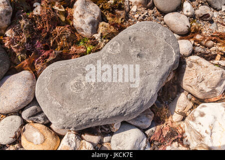 Fossiles d'ammonites dans un rocher allongé sur Monmouth Beach, Lyme Regis, Dorset, England, UK Banque D'Images