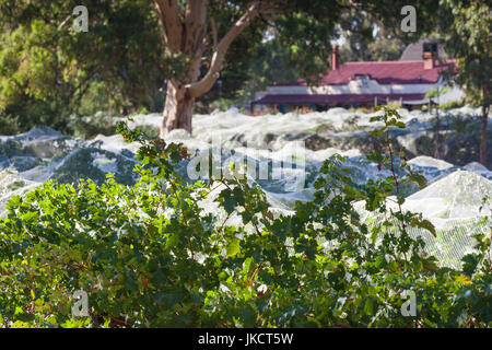 L'Australie, l'Australie du Sud, Clare Valley, Mintaro, vignobles par Marpie et Stump Hotel Banque D'Images