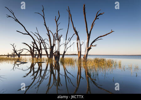 L'Australie, l'Australie, Murray River Valley, Barmera, Lake Bonney, arbres pétrifiés, coucher du soleil Banque D'Images