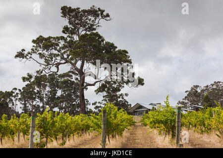 L'Australie, l'ouest de l'Australie, le sud-ouest, au Danemark, Forrest Hill Winery vineyard Banque D'Images