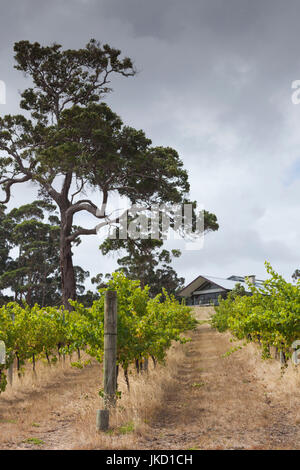 L'Australie, l'ouest de l'Australie, le sud-ouest, au Danemark, Forrest Hill Winery vineyard Banque D'Images