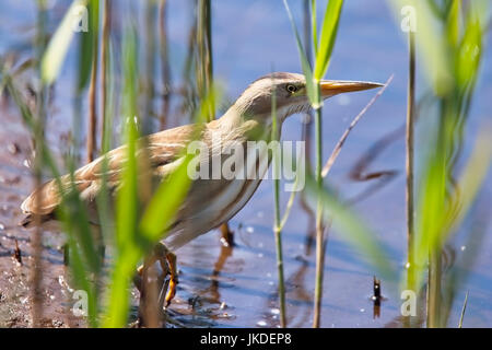 Blongios nain (Ixobrychus minutus), Landes, St Mary, Îles Scilly, Angleterre, Royaume-Uni. Banque D'Images