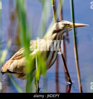 Blongios nain (Ixobrychus minutus), Landes, St Mary, Îles Scilly, Angleterre, Royaume-Uni. Banque D'Images