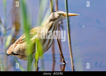 Blongios nain (Ixobrychus minutus), Landes, St Mary, Îles Scilly, Angleterre, Royaume-Uni. Banque D'Images