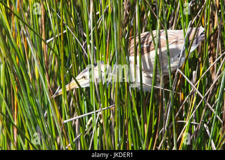 Blongios nain (Ixobrychus minutus) femelle adulte, la traque dans les roseaux, Landes, St Mary, Îles Scilly, Angleterre, Royaume-Uni. Banque D'Images