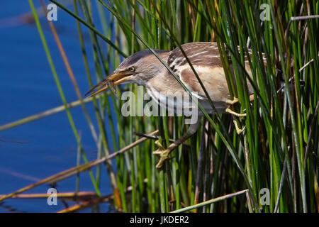 Blongios nain (Ixobrychus minutus) femelle adulte, attrapé un poisson, Landes, St Mary, Îles Scilly, Angleterre, Royaume-Uni. Banque D'Images